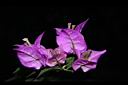 九重葛-花50.JPG