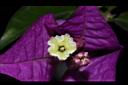 九重葛-花80.JPG