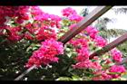九重葛-花13.jpg