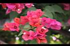 九重葛-花15.jpg