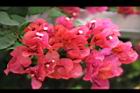 九重葛-花16.jpg