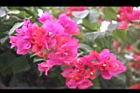 九重葛-花26.JPG