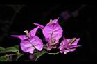 九重葛-花52.JPG