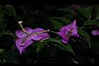 九重葛-花56.JPG