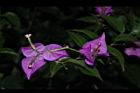 九重葛-花57.JPG