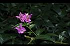 九重葛-花58.JPG