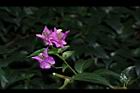 九重葛-花59.JPG