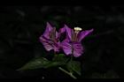 九重葛-花60.JPG
