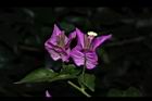 九重葛-花62.JPG