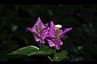 九重葛-花63.JPG