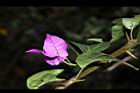 九重葛-花66.JPG