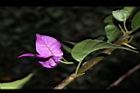 九重葛-花68.JPG