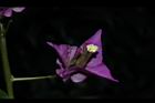 九重葛-花70.JPG