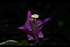九重葛-花71.JPG