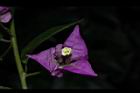 九重葛-花73.JPG
