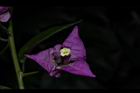 九重葛-花75.JPG