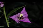 九重葛-花76.JPG