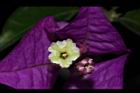九重葛-花81.JPG