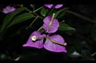 九重葛-花85.JPG