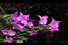 九重葛-花序02.JPG
