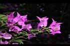 九重葛-花序03.JPG