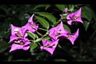 九重葛-花序06.JPG
