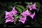九重葛-花序07.JPG