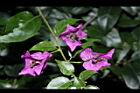 九重葛-花序10.JPG