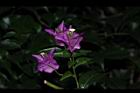 九重葛-花序12.JPG