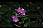 九重葛-花序13.JPG