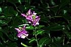 九重葛-花序14.JPG
