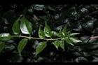 九重葛-葉序00.JPG