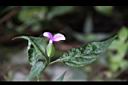 九頭獅子草-花00.JPG