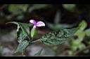 九頭獅子草-花01.JPG
