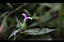 九頭獅子草-花02.JPG