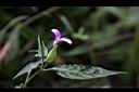 九頭獅子草-花03.JPG