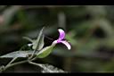 九頭獅子草-花04.JPG