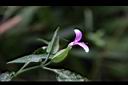 九頭獅子草-花05.JPG