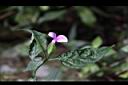 九頭獅子草-花07.JPG