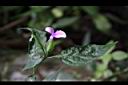 九頭獅子草-花08.JPG