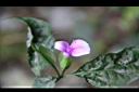 九頭獅子草-花09.JPG