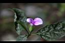 九頭獅子草-花10.JPG