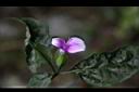九頭獅子草-花11.JPG