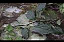 九頭獅子草-莖01.JPG
