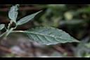 九頭獅子草-葉00.JPG