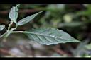九頭獅子草-葉01.JPG