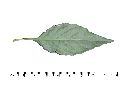 九頭獅子草-葉背00.jpg