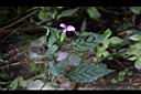 九頭獅子草04.JPG