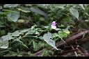 九頭獅子草06.JPG