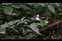 九頭獅子草07.JPG